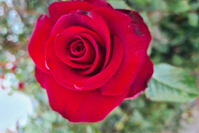 Rosa Blumen im Garten. Natürliche Schönheit! #Blütenpracht