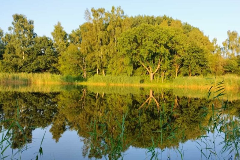 Ein idyllischer See umgeben von grüner Vegetation und Bäumen.