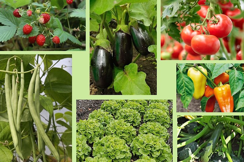 Grüne Pflanzen und frische Lebensmittel in idyllischer Umgebung.
