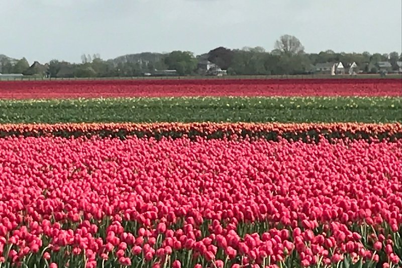 Tulpenblüte in der Umgebung von Medemblik 