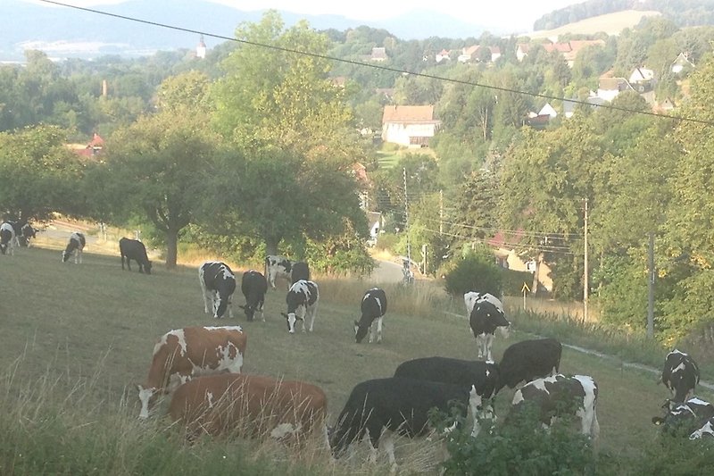 Grasende Kuhherde auf der Weide vor dem Haus