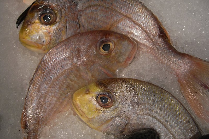 Large selection of fresh fish