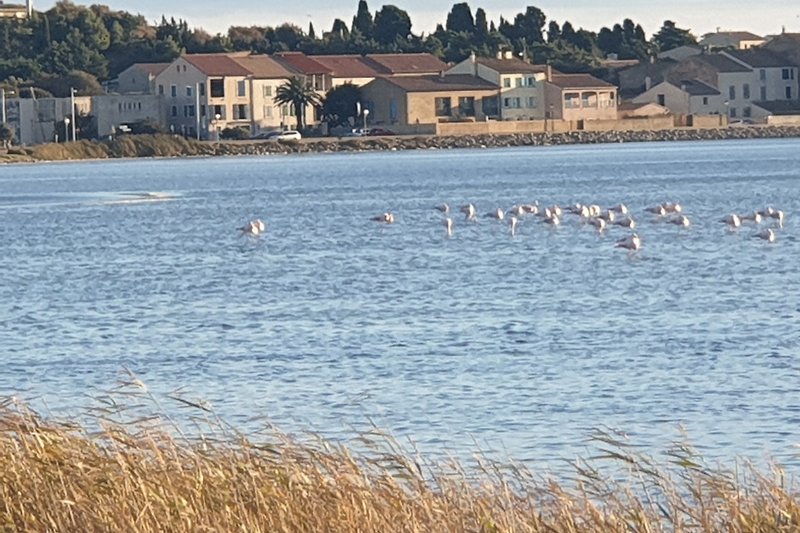 Flamingos am See