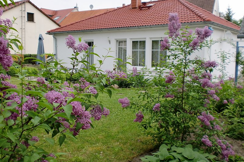 Schöner Garten mit Blumen, Pflanzen und Haus.