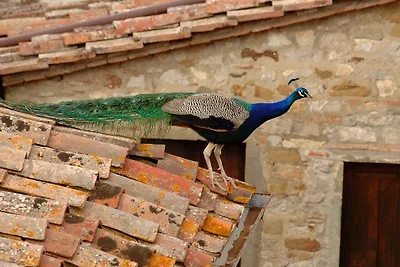 Burg Chianti
