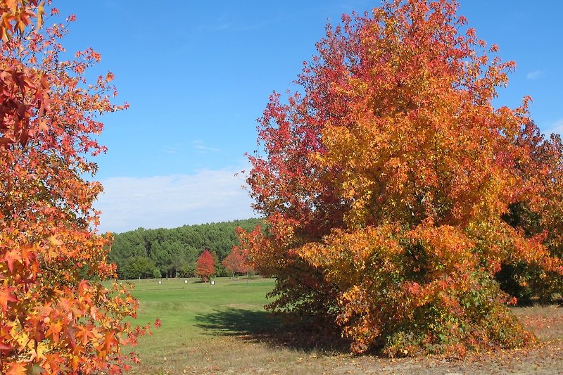 Der Golfplatz in Herbstfarben