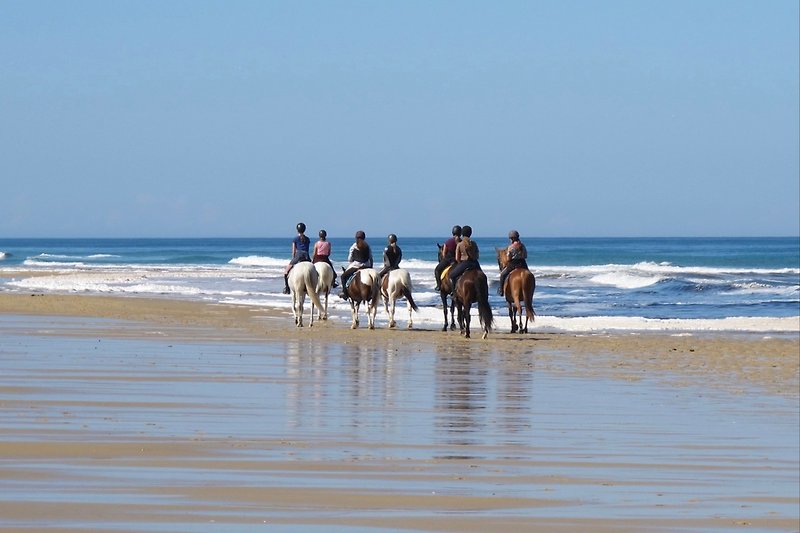 Pferde reiten am Strand