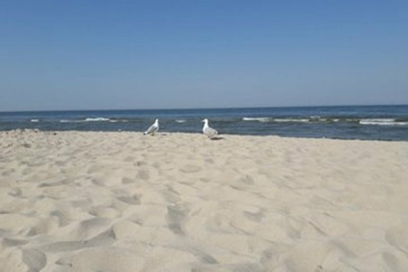 Strand mit Möwen