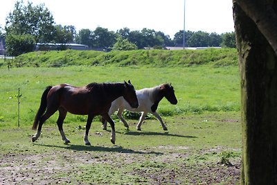 Hof am See "Holidays on the Pony Farm