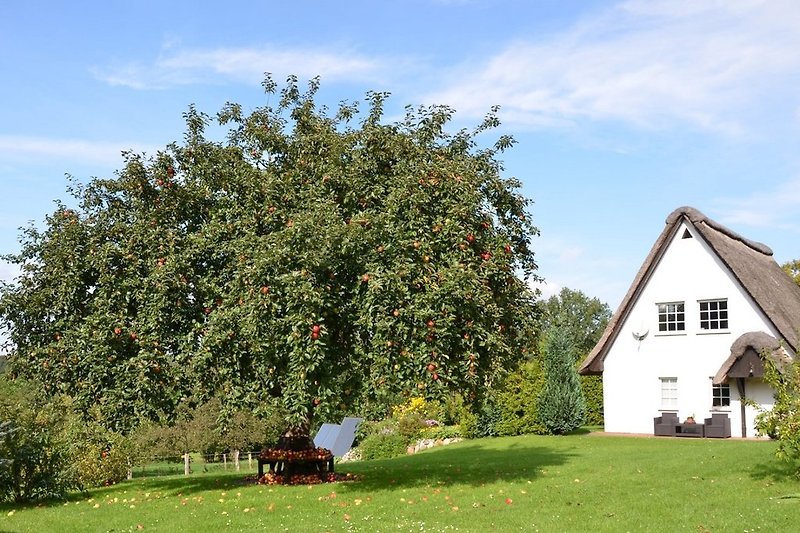 Apfelbaum mit Nebengebäude