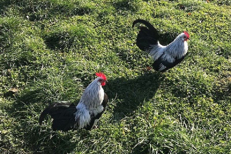 Bantam chickens