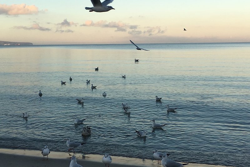 Seagulls on the Baltic Sea