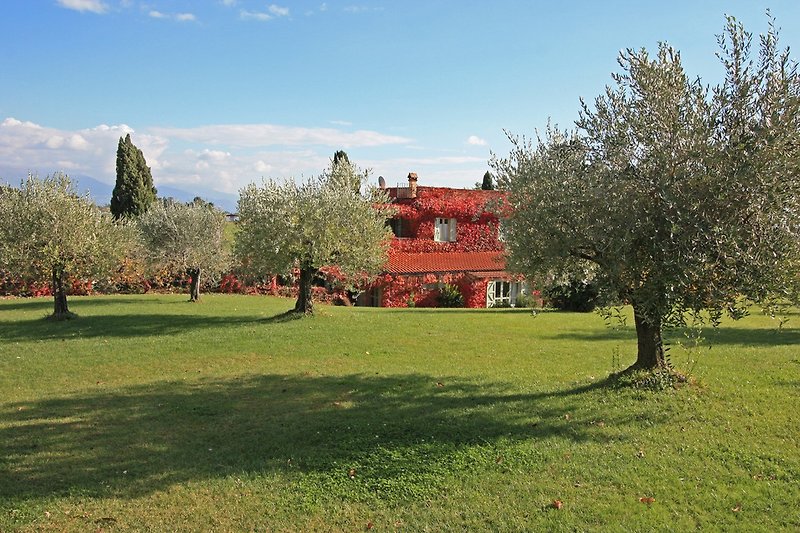 Olivenbäume rund um das Ferienhaus 