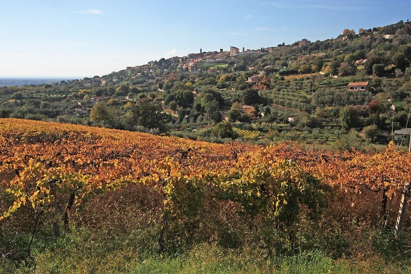 Blick auf Weinreben und das Dorf "Lanuvio"