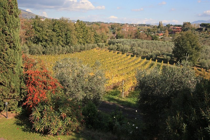 Blick auf Weinreben und Olivenhain