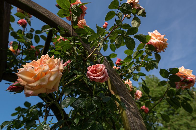 Rosenbogen im Garten
