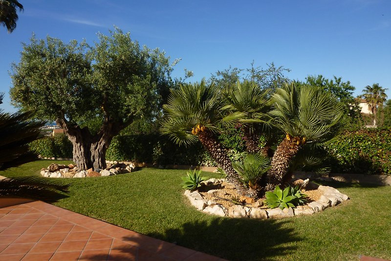 schön angelegter Garten mit Rasen, Palmen und einem 300 Jahre alten Olivenbaum