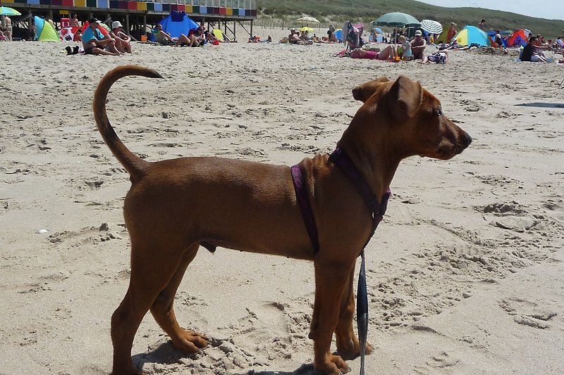 Met de hond op het strand!