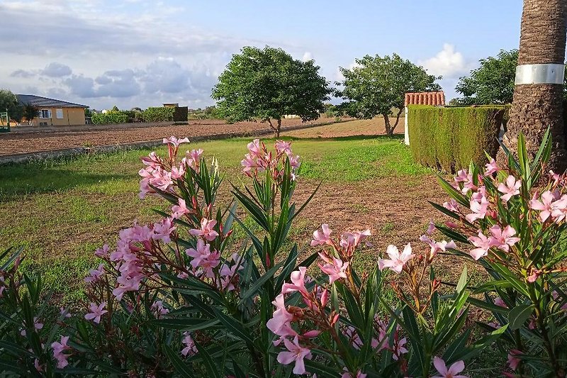 Blühender Garten mit magentafarbenen Blumen und grünem Gras.