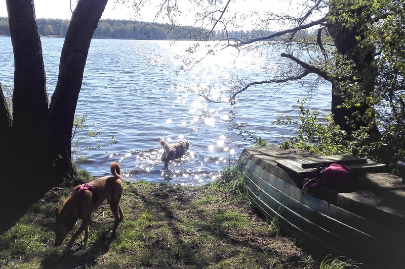 Hundeparadies am nahegelegenen Mochowsee