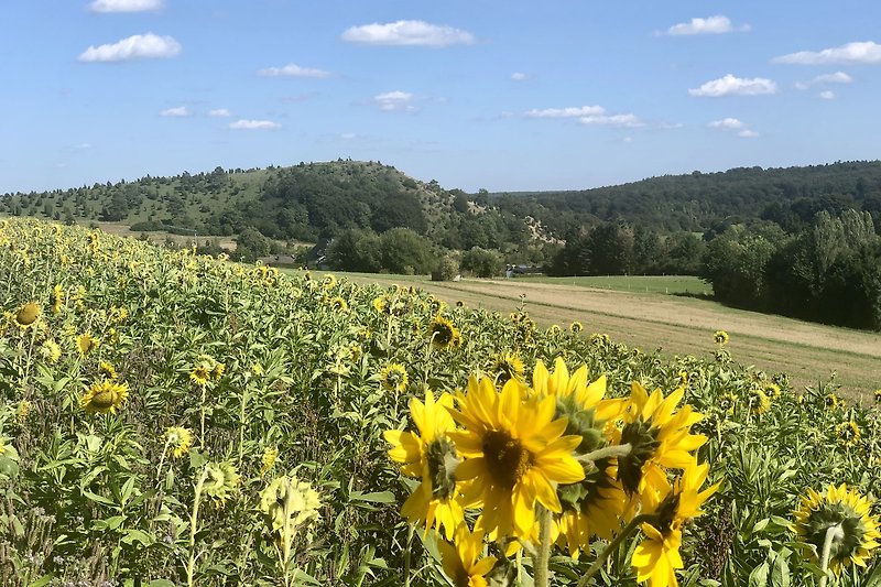 Sonnenblumen mit Blick zum Kalvarienberg