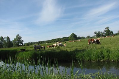 FeWo Gänseblümchen