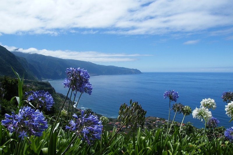 Die Blumenpracht Madeiras