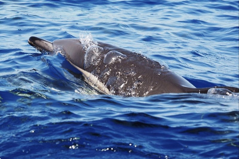 à la découverte des dauphins et des balleines