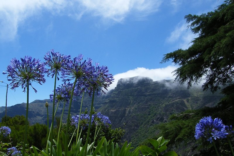 Madeira nature