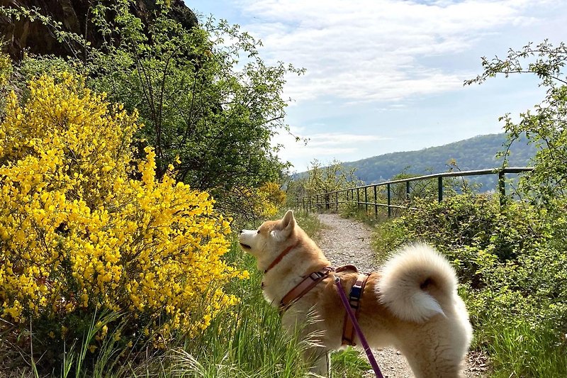 Eifelgold wandeling met hond | WILDNISHAUS