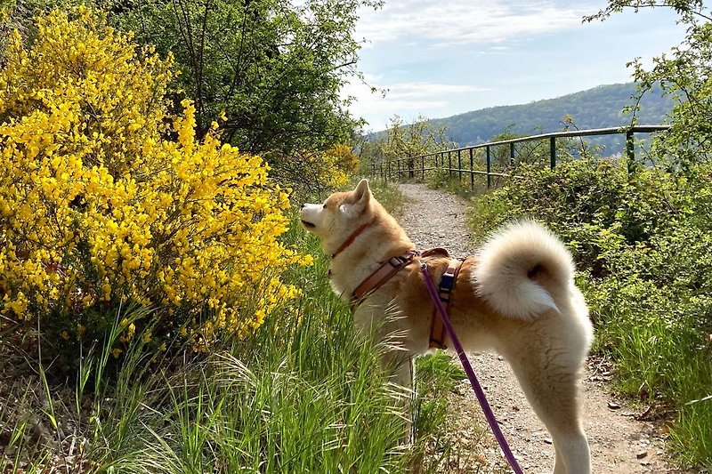 Spazieren Sie mit Ihrem Hund entlang des Eifelgoldes, schön auf dem Plateau in der Nähe der Waldstube.