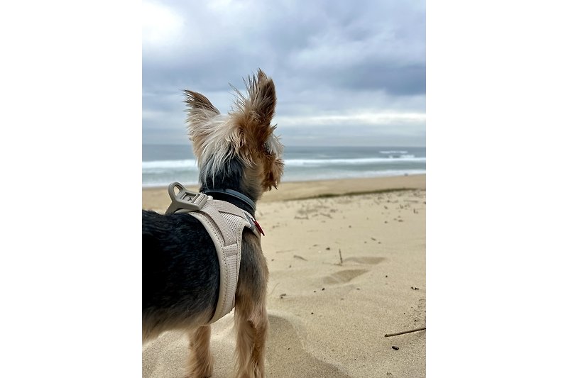 Gemütlicher Hund spielt am Strand mit Blick auf das Meer.
