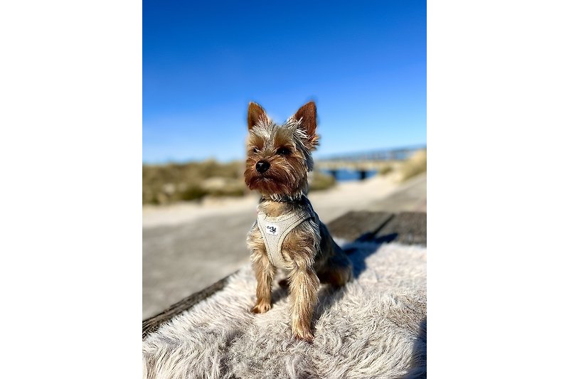 Kleiner Hund spielt am Strand unter blauem Himmel.