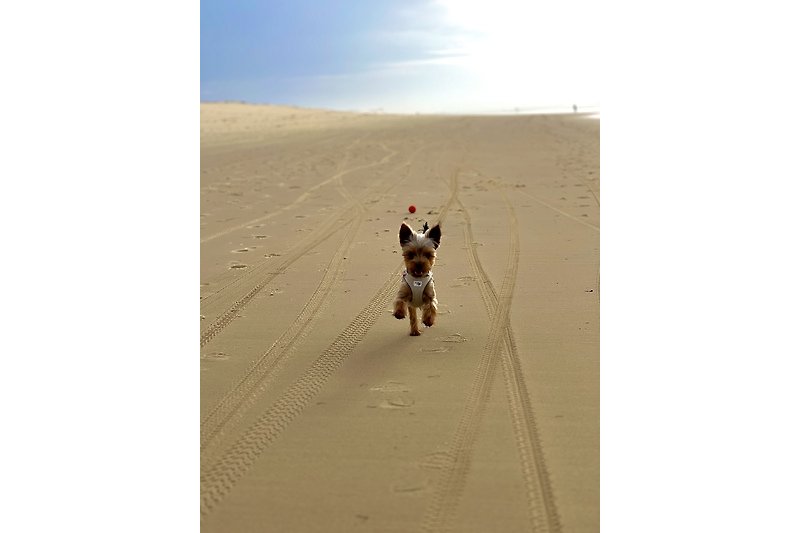 Schöner Hund spielt am Sandstrand unter blauem Himmel.