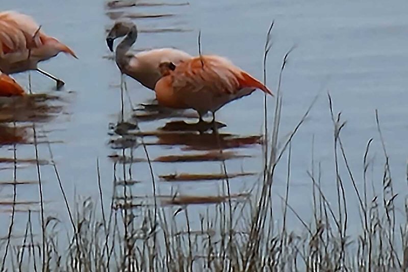 Die Flamingos von Zeeland- Natur pur!