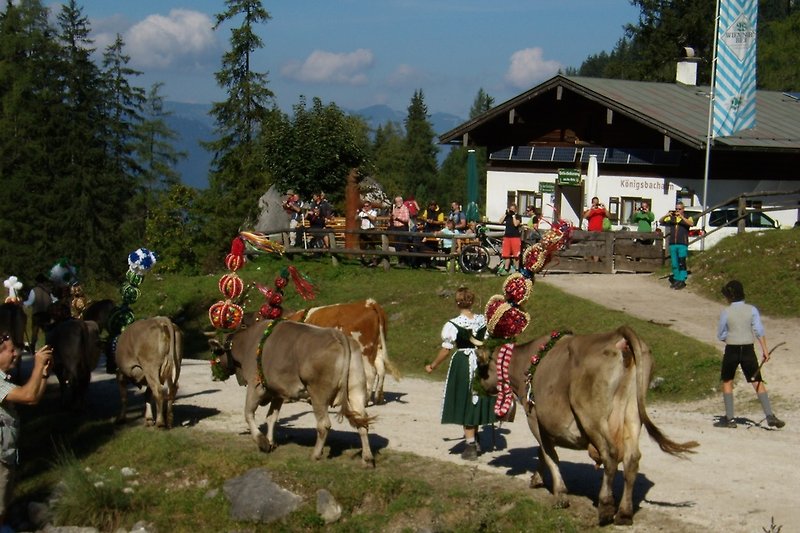 Driving the cattle down  the valley in autum can be an unforgetable event in the Bavarian and Austrain mountain region