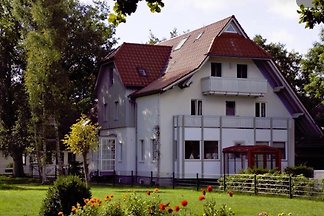 Darsskrabbe