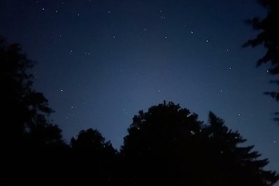 Recreatie met en zonder hond in het bos