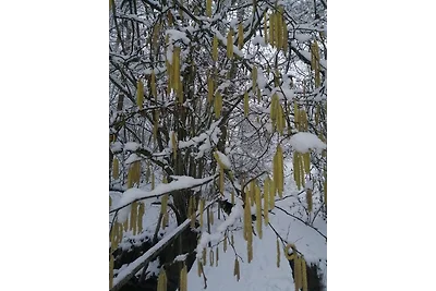 Erholung mit oder ohne Hund im Wald