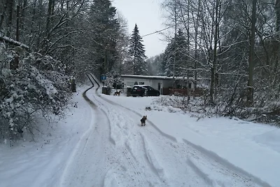 Erholung mit oder ohne Hund im Wald