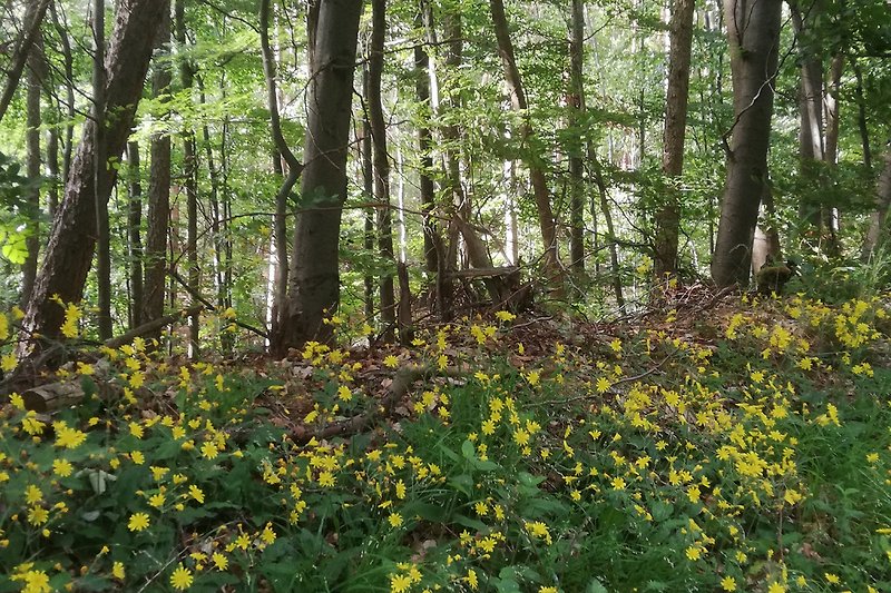 Im Göllheimer Wald