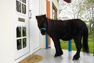 Ferienwohnung Pferd