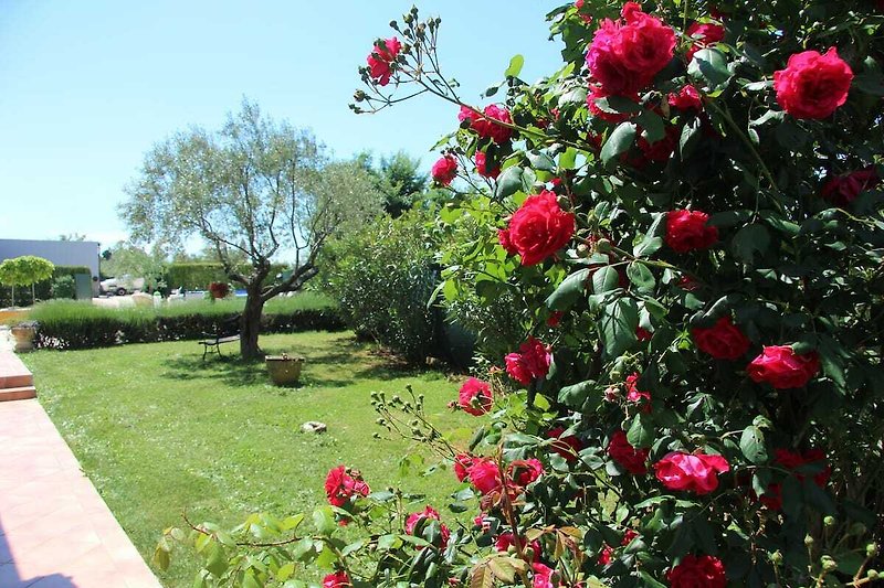 Blühender Garten mit rosa Rosen und grünen Sträuchern.