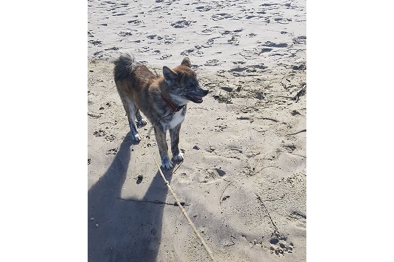 Hunde sind bei uns herzlich Willkommen auch  am Strand erlaubt