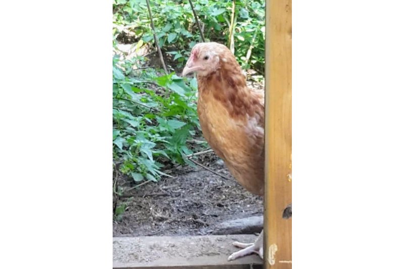 Eines unserer 15 neugierigen Hühner