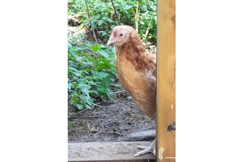 Eines unserer neugierigen Hühner