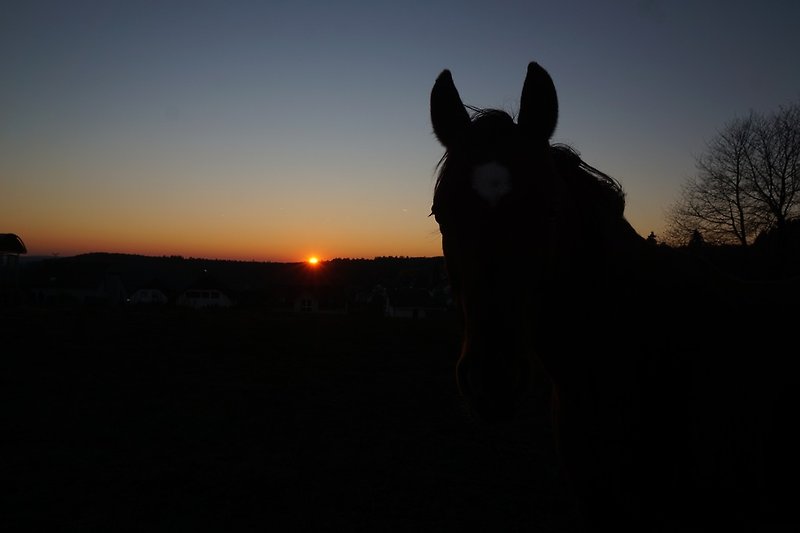 Pferde bei Sonnenuntergang