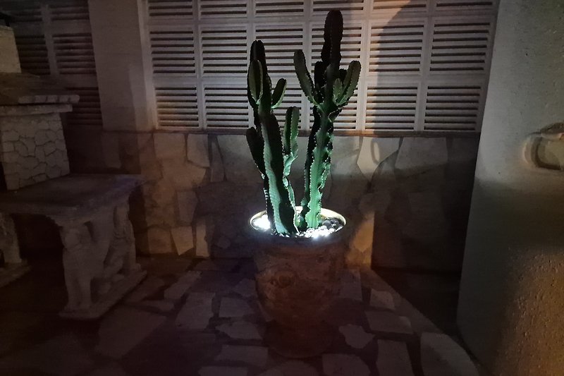 Kaktus abends beleuchtet
