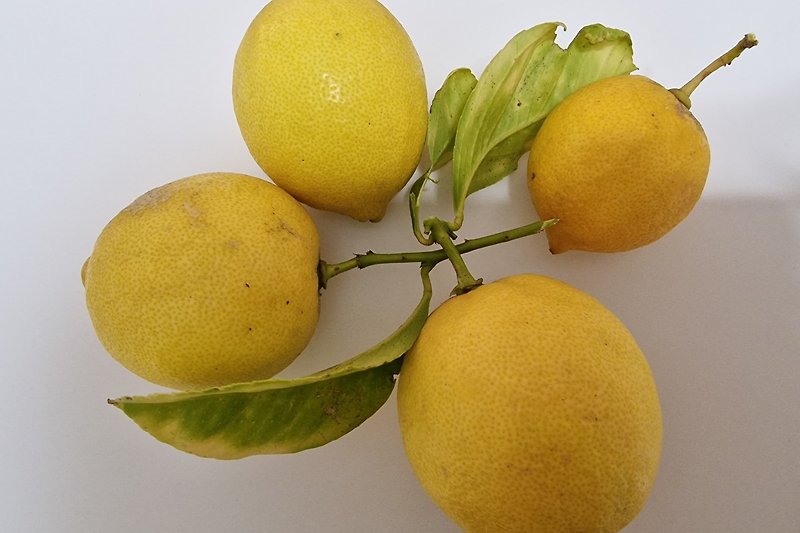 Frisch gepflückt vom Zitronenbaum