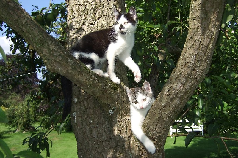 Katzen im Birnbaum